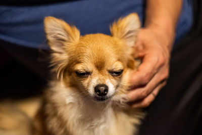 Close-up portrait of a dog