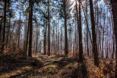 Low angle view of trees in forest