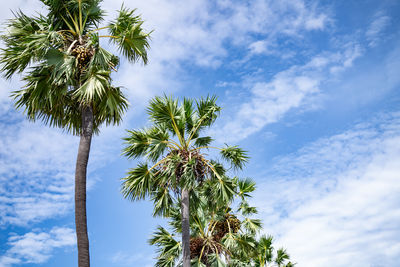 Low angle view of palm tree against sky