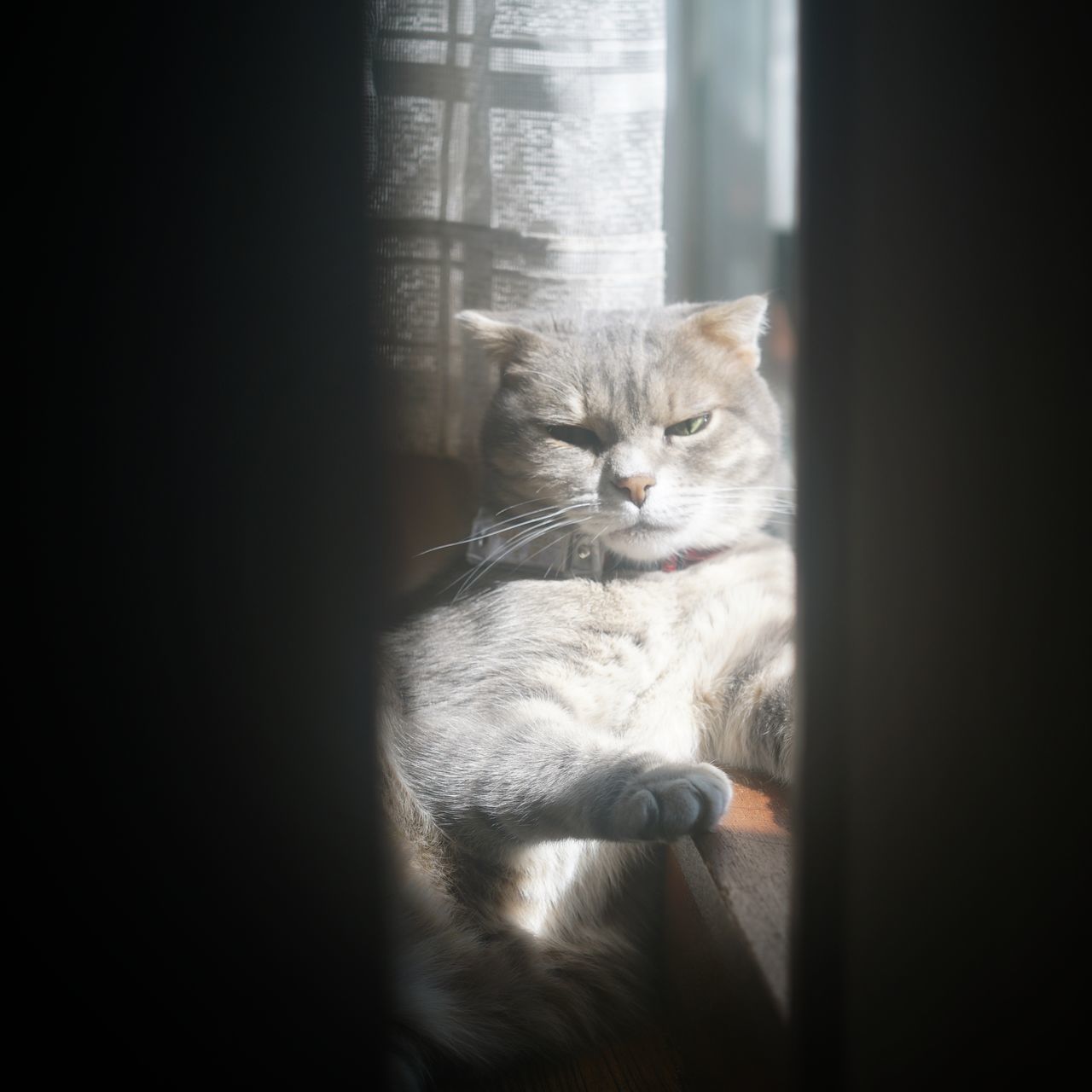 cat, feline, domestic cat, pets, domestic, mammal, animal themes, domestic animals, animal, one animal, vertebrate, no people, indoors, relaxation, resting, window, home interior, close-up, day, whisker