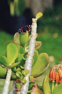 Close-up of insect on plant