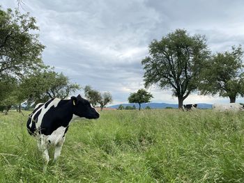 Cows in a field