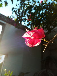 Close-up of maple leaf on plant