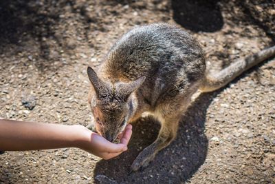 Close-up of hand feeding