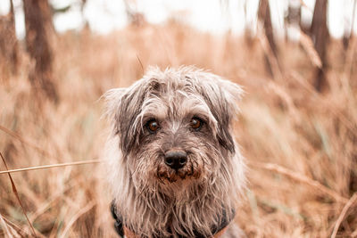 Close-up of dog