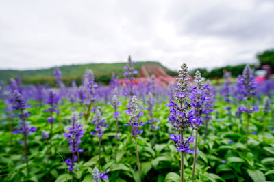 Close-up of purple flowers growing in field
