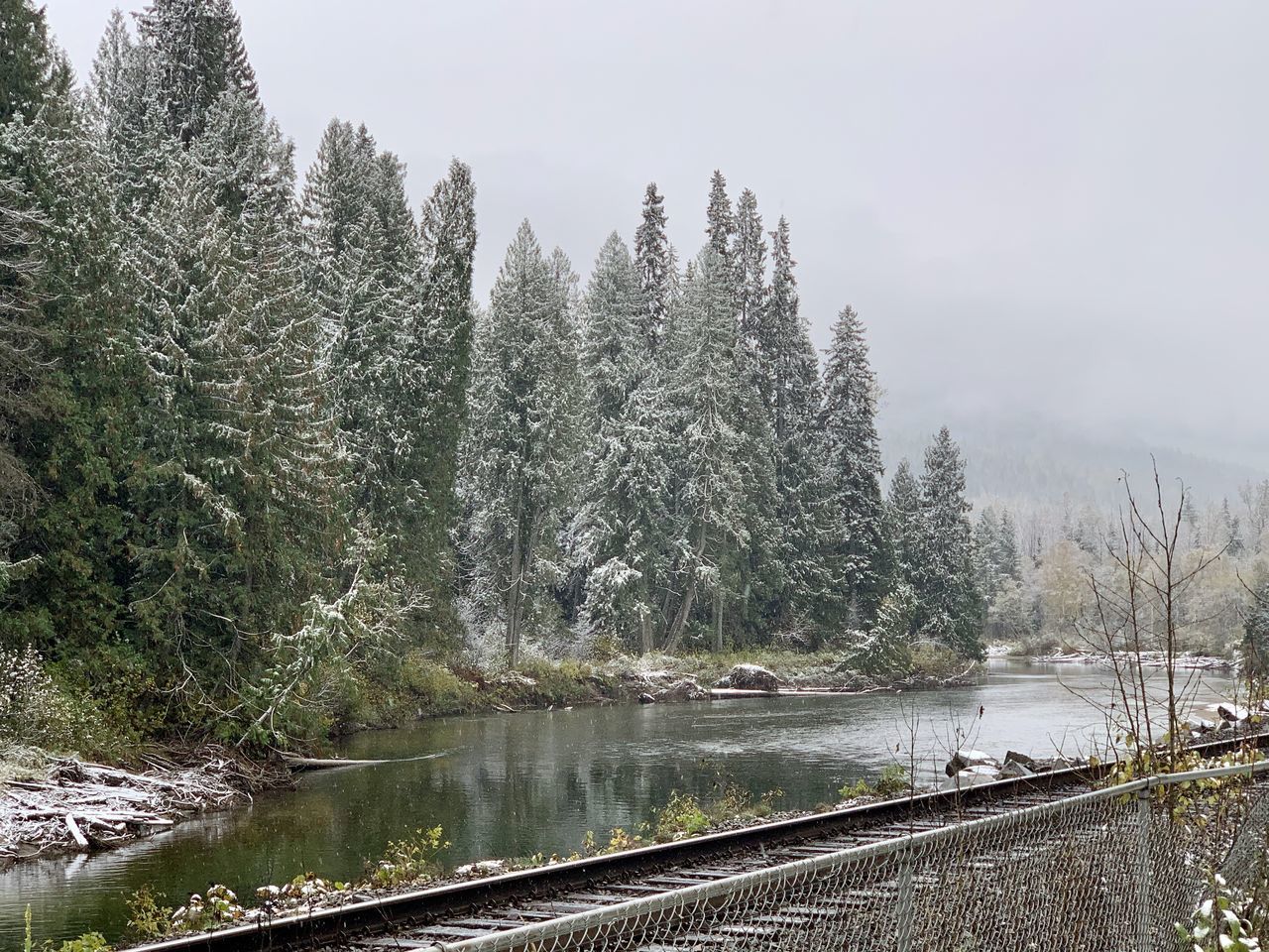 TREES BY PLANTS IN FOREST DURING WINTER