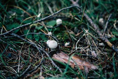 High angle view of mushroom growing on field