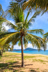 Palm trees on field against sky