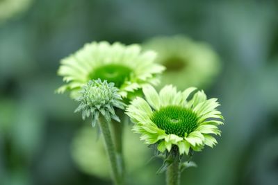 Close-up of flowering plant