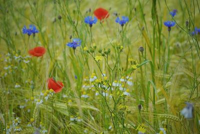 Close-up of poppy flowers in field