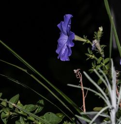 Close-up of purple flowers