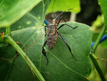 Close-up of insect on plant