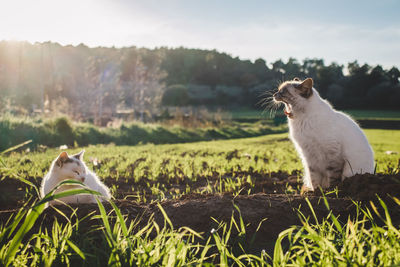 View of a cat on field