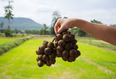 Close-up of hand holding fruit on field