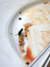 High angle view of bee on plate