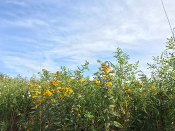 Low angle view of fresh yellow flowers blooming in field against sky