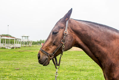 Close-up of horse on field against sky