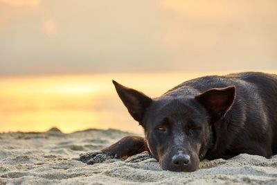 Dog lying on sand against sea during sunset