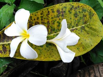 Close-up of white flower