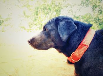 Close-up of dog looking away