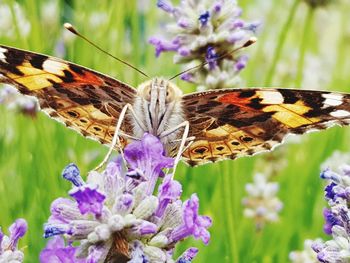 Close-up of butterfly on purple flower