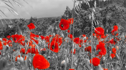 Close-up of red poppy flowers in winter