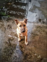 Portrait of dog standing in water