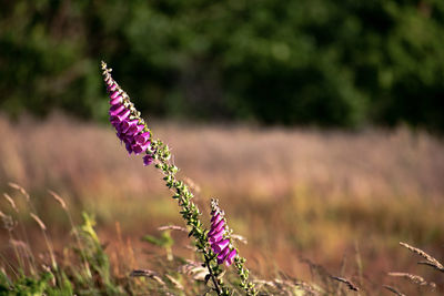 Close-up of purple flowering plant on field