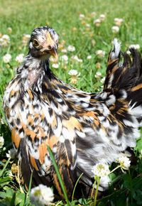 Close-up of a bird