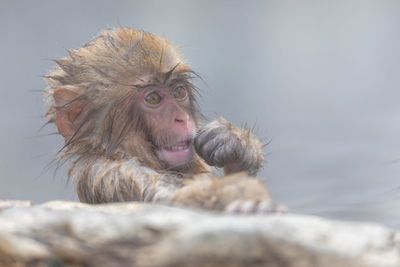 Japanese snow monkey in hot spring