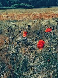 Close-up of red poppy flowers on land