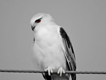 Close-up of bird perching on branch