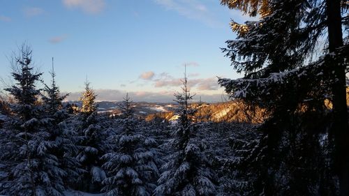 Snow covered trees against sky