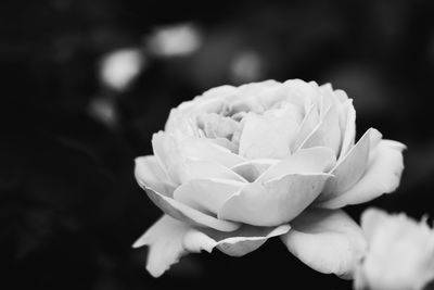 Close-up of white rose