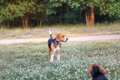 Dog running on field