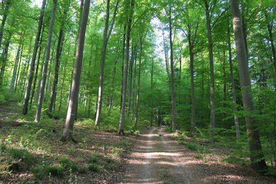 Scenic view of trees in beech forest