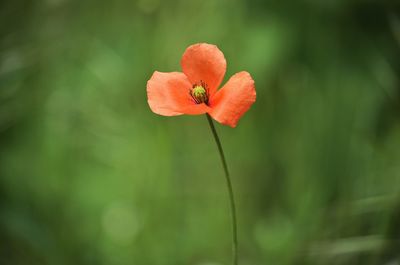 Close-up of red flower