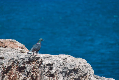 Close-up of bird perching on rock by water