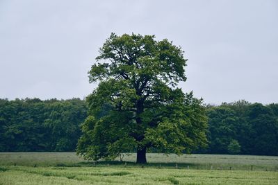 Trees on field against sky