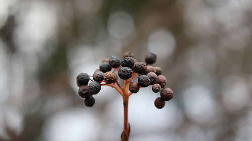 Close-up of plant