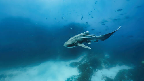 High angle view of fish swimming in sea