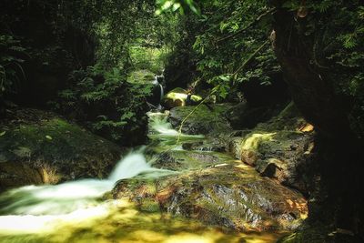 Scenic view of waterfall in forest