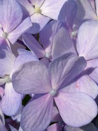 Close-up of flowers blooming outdoors