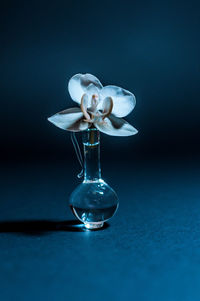 Close-up of white rose on table against blue background