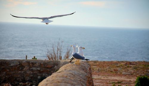Seagull flying over sea