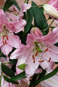 Close-up of pink flower