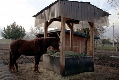 Horse standing in a front of built structure