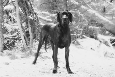 Portrait of dog on snow