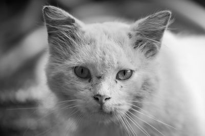 Close-up portrait of a cat
